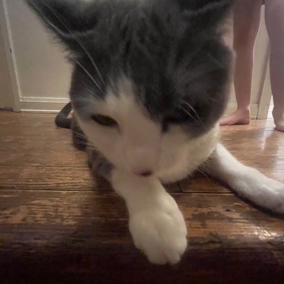 Meet your Posher, Adriana - Picture 1 of 1